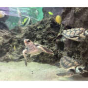 ヒメ日記 2025/08/05 10:03 投稿 真矢-まや【FG系列】 ほんつま 町田/相模原店