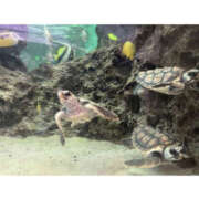 ヒメ日記 2025/08/18 09:00 投稿 真矢-まや【FG系列】 ほんつま 町田/相模原店