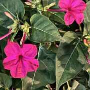 ヒメ日記 2025/09/30 15:30 投稿 たちばな【大人女子】 Select(セレクト)