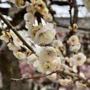 ヒメ日記 2026/03/07 10:31 投稿 たちばな【大人女子】 Select(セレクト)