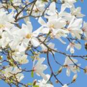 ヒメ日記 2026/04/06 11:45 投稿 たちばな【大人女子】 Select(セレクト)