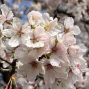 ヒメ日記 2026/04/08 15:01 投稿 たちばな【大人女子】 Select(セレクト)