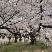 ヒメ日記 2025/04/01 11:13 投稿 わかな【スタンダード】 博多の熟女