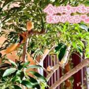 ヒメ日記 2025/06/05 16:18 投稿 せいら 奥様メモリアル