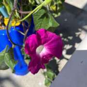 ヒメ日記 2025/08/10 23:12 投稿 せいら 奥様メモリアル