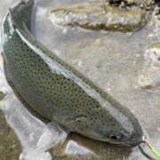 ヒメ日記 2025/03/18 23:12 投稿 くるみ ちゃんこ幕張店