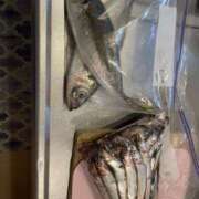 ヒメ日記 2025/06/24 23:26 投稿 くるみ ちゃんこ幕張店