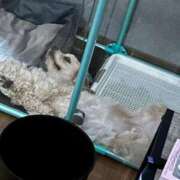 ヒメ日記 2025/03/22 20:52 投稿 ゆん ラブライフ越谷