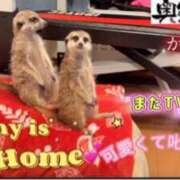 ヒメ日記 2026/02/20 06:46 投稿 かやの 奥鉄オクテツ神奈川店（デリヘル市場グループ）