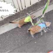 ヒメ日記 2026/02/27 17:45 投稿 かやの 奥鉄オクテツ神奈川店（デリヘル市場グループ）