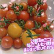かやの 毎日ミニトマトがこんなに採れちゃう…タマが１つ…タマが２つ…脳内変態なので 奥鉄オクテツ神奈川店（デリヘル市場グループ）
