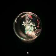 ことは ♡ バイオレンス