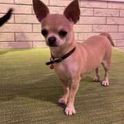 ヒメ日記 2026/04/08 22:49 投稿 さつき ミルキーラテ