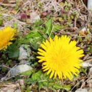 ヒメ日記 2025/04/03 15:18 投稿 あおい 栃木県デリバリーヘルス　人妻大田原・那須塩原デリヘルクラブ