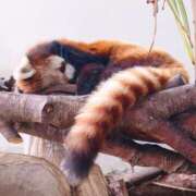 ヒメ日記 2025/05/17 21:00 投稿 あおい 栃木県デリバリーヘルス　人妻大田原・那須塩原デリヘルクラブ