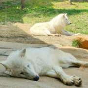 ヒメ日記 2025/05/23 21:56 投稿 あおい 栃木県デリバリーヘルス　人妻大田原・那須塩原デリヘルクラブ