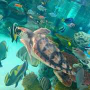 ヒメ日記 2025/06/12 17:14 投稿 あおい 栃木県デリバリーヘルス　人妻大田原・那須塩原デリヘルクラブ