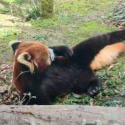 ヒメ日記 2025/07/10 18:56 投稿 あおい 栃木県デリバリーヘルス　人妻大田原・那須塩原デリヘルクラブ