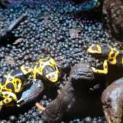 ヒメ日記 2025/07/15 21:32 投稿 あおい 栃木県デリバリーヘルス　人妻大田原・那須塩原デリヘルクラブ