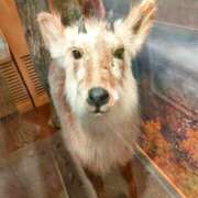 ヒメ日記 2025/09/13 01:46 投稿 あおい 栃木県デリバリーヘルス　人妻大田原・那須塩原デリヘルクラブ