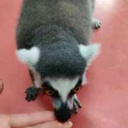 ヒメ日記 2025/10/14 01:20 投稿 あおい 栃木県デリバリーヘルス　人妻大田原・那須塩原デリヘルクラブ