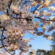 ヒメ日記 2026/04/12 01:34 投稿 あおい 栃木県デリバリーヘルス　人妻大田原・那須塩原デリヘルクラブ