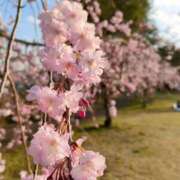 ヒメ日記 2026/04/13 02:16 投稿 あおい 栃木県デリバリーヘルス　人妻大田原・那須塩原デリヘルクラブ