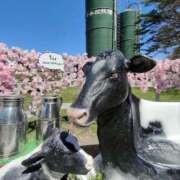 ヒメ日記 2026/04/22 01:30 投稿 あおい 栃木県デリバリーヘルス　人妻大田原・那須塩原デリヘルクラブ