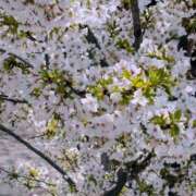 ヒメ日記 2025/04/05 15:35 投稿 ののか SPIN(スピン)