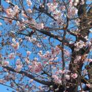 ヒメ日記 2026/02/17 20:48 投稿 新人れいか☆業界未経験 セレブ パラダイス