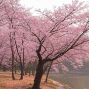 ヒメ日記 2025/04/18 15:15 投稿 桐谷まつり DEEPS成田店