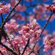 ヒメ日記 2025/03/19 12:54 投稿 あすか(Asuka) 出張メンズエステ RELAX【DIVAグループ】