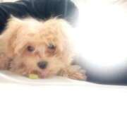 ヒメ日記 2025/02/03 22:40 投稿 りあ ごほうびSPA五反田店