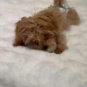 ヒメ日記 2025/03/14 23:20 投稿 りあ ごほうびSPA五反田店