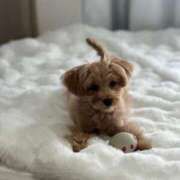 ヒメ日記 2025/03/25 23:00 投稿 りあ ごほうびSPA五反田店