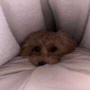 ヒメ日記 2026/01/29 01:17 投稿 りあ ごほうびSPA五反田店