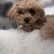 ヒメ日記 2026/02/18 17:00 投稿 りあ ごほうびSPA五反田店