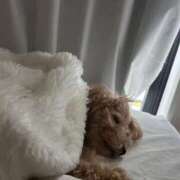 ヒメ日記 2026/04/03 10:37 投稿 りあ ごほうびSPA五反田店