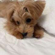 ヒメ日記 2026/04/12 21:30 投稿 りあ ごほうびSPA五反田店