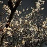 ヒメ日記 2025/03/11 01:23 投稿 れん 錦糸町人妻花壇