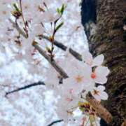 ヒメ日記 2024/04/08 08:01 投稿 美桜 モアグループ西川口人妻城