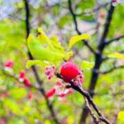 ヒメ日記 2025/01/17 23:44 投稿 美桜 モアグループ西川口人妻城