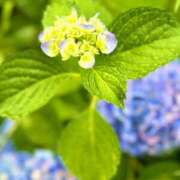 ヒメ日記 2025/06/07 22:13 投稿 美桜 モアグループ西川口人妻城