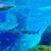 ヒメ日記 2025/06/13 11:55 投稿 美桜 モアグループ西川口人妻城