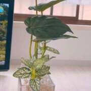 ヒメ日記 2025/08/03 07:02 投稿 美桜 モアグループ西川口人妻城