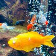 ヒメ日記 2025/10/15 22:55 投稿 美桜 モアグループ西川口人妻城