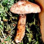 ヒメ日記 2025/10/27 23:06 投稿 美桜 モアグループ西川口人妻城