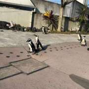 ヒメ日記 2025/06/23 09:40 投稿 桐谷　めぐ 三丁目の奥様（東京ハレ系）