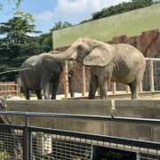 ヒメ日記 2025/07/10 09:35 投稿 桐谷　めぐ 三丁目の奥様（東京ハレ系）