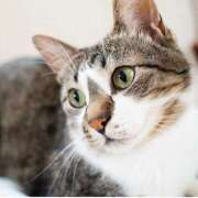 ヒメ日記 2025/08/20 09:55 投稿 桐谷　めぐ 三丁目の奥様（東京ハレ系）